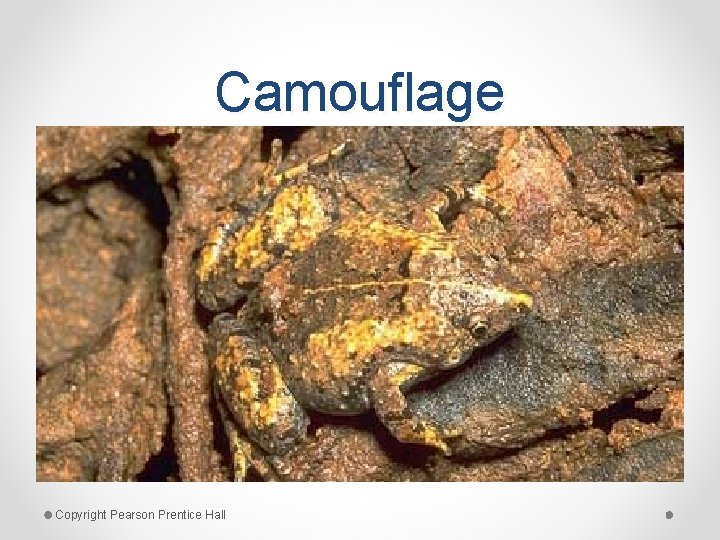 Camouflage Copyright Pearson Prentice Hall 