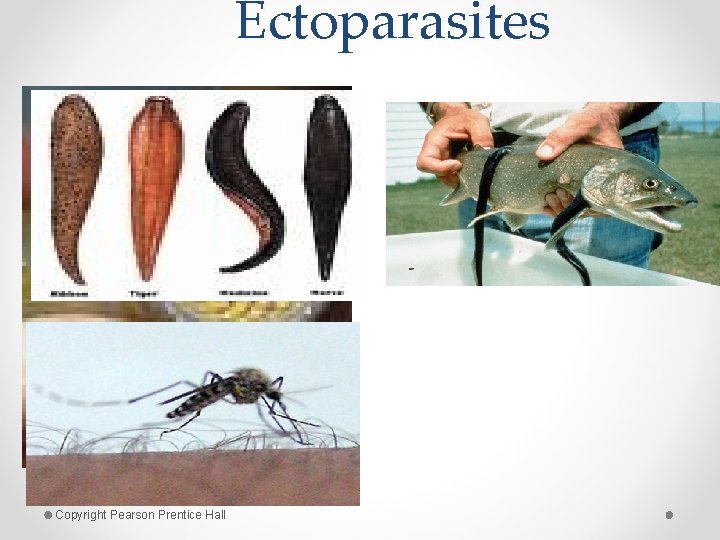 Ectoparasites Copyright Pearson Prentice Hall 