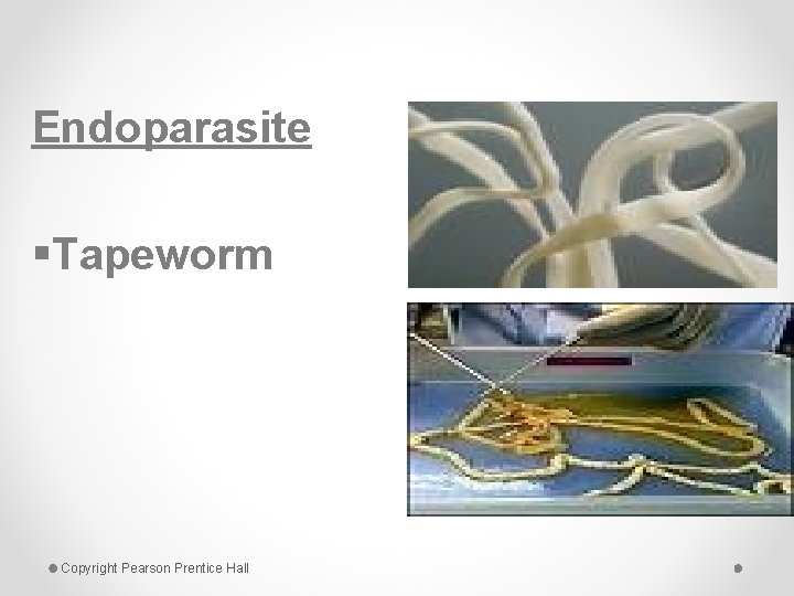 Endoparasite §Tapeworm Copyright Pearson Prentice Hall 