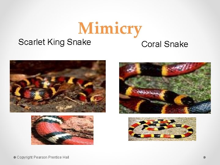 Mimicry Scarlet King Snake Copyright Pearson Prentice Hall Coral Snake 