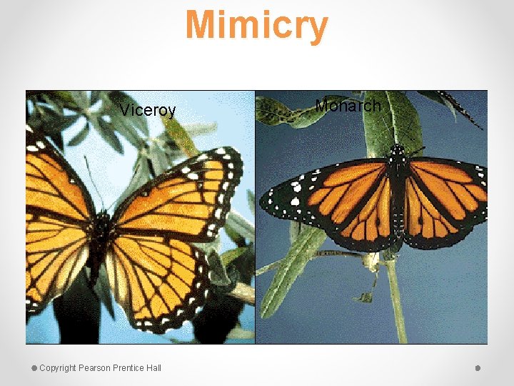 Mimicry Viceroy Copyright Pearson Prentice Hall Monarch 