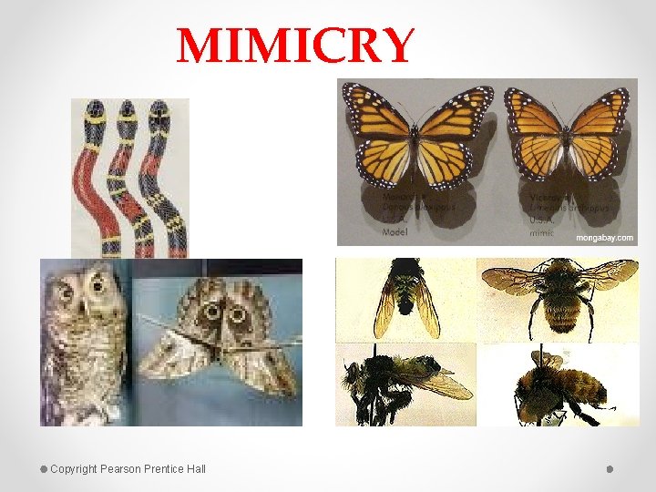 MIMICRY Copyright Pearson Prentice Hall 