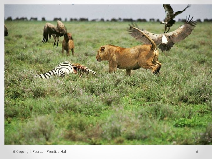 Adaptations to Competition Chapter 8 Species A Species B Copyright Pearson Prentice Hall 