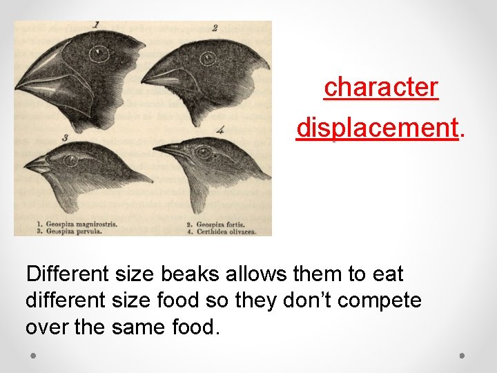 character displacement. Different size beaks allows them to eat different size food so they