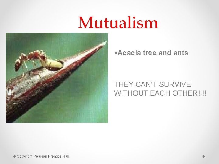 Mutualism §Acacia tree and ants THEY CAN’T SURVIVE WITHOUT EACH OTHER!!!! Copyright Pearson Prentice