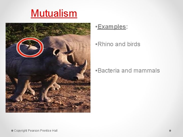 Mutualism • Examples: • Rhino and birds • Bacteria and mammals Copyright Pearson Prentice