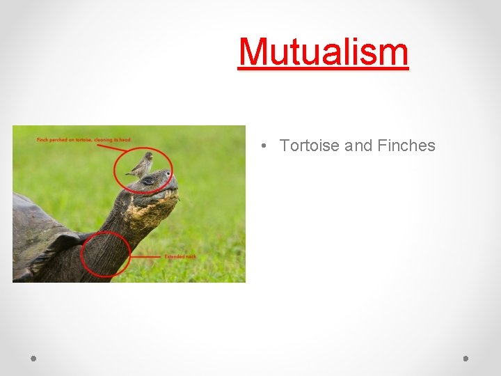 Mutualism • Tortoise and Finches 