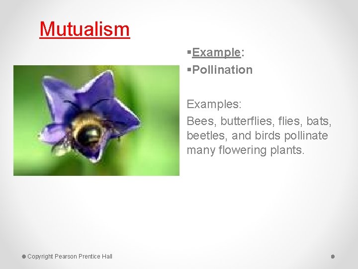 Mutualism §Example: §Pollination Examples: Bees, butterflies, bats, beetles, and birds pollinate many flowering plants.