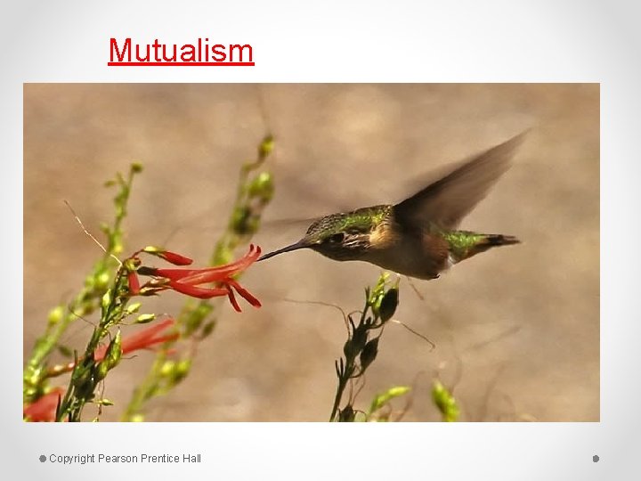 Mutualism Copyright Pearson Prentice Hall 