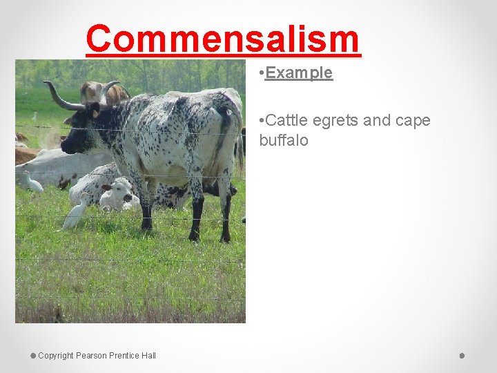 Commensalism • Example • Cattle egrets and cape buffalo Copyright Pearson Prentice Hall 