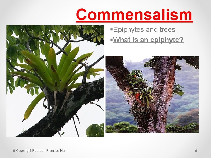 Commensalism §Epiphytes and trees §What is an epiphyte? Copyright Pearson Prentice Hall 