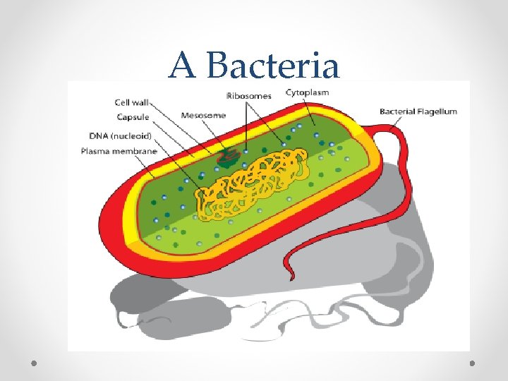 A Bacteria 