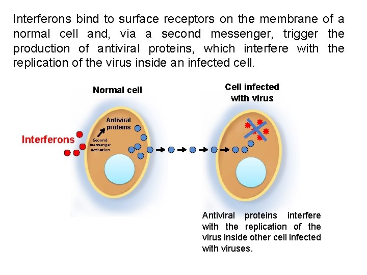 Interferons bind to surface receptors on the membrane of a normal cell and, via