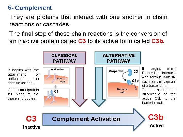 5 - Complement They are proteins that interact with one another in chain reactions