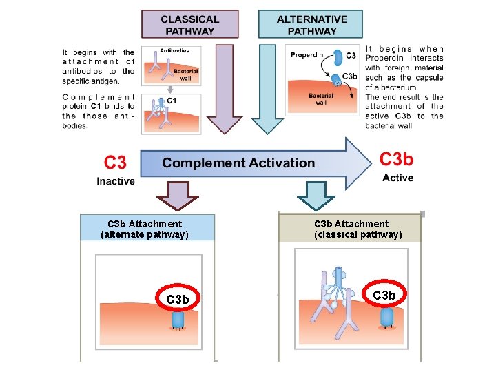 C 3 b Attachment (alternate pathway) C 3 b Attachment (classical pathway) C 3