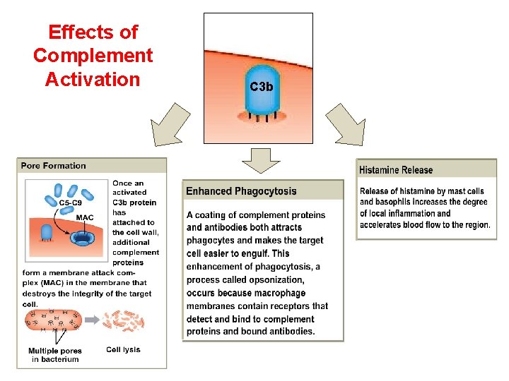 Effects of Complement Activation C 3 b 