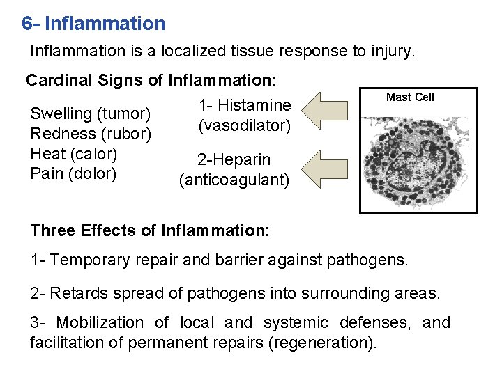 6 - Inflammation is a localized tissue response to injury. Cardinal Signs of Inflammation: