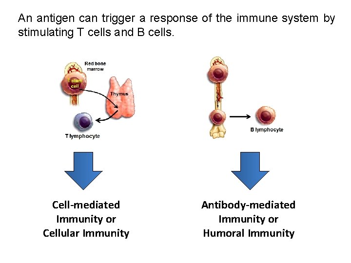 An antigen can trigger a response of the immune system by stimulating T cells