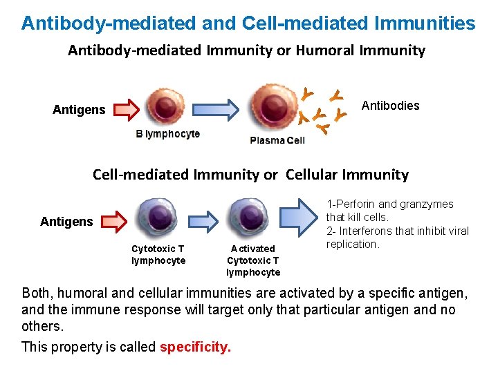 Antibody-mediated and Cell-mediated Immunities Antibody-mediated Immunity or Humoral Immunity Antibodies Antigens Cell-mediated Immunity or