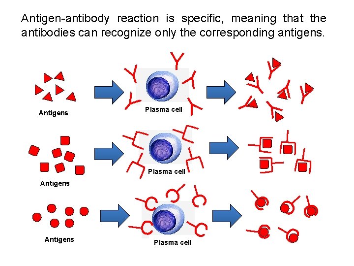 Antigen-antibody reaction is specific, meaning that the antibodies can recognize only the corresponding antigens.