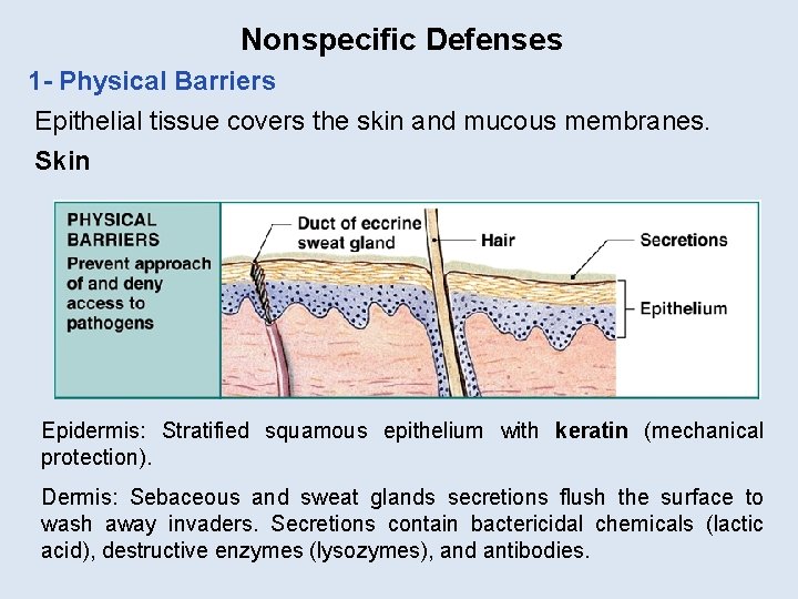 Nonspecific Defenses 1 - Physical Barriers Epithelial tissue covers the skin and mucous membranes.