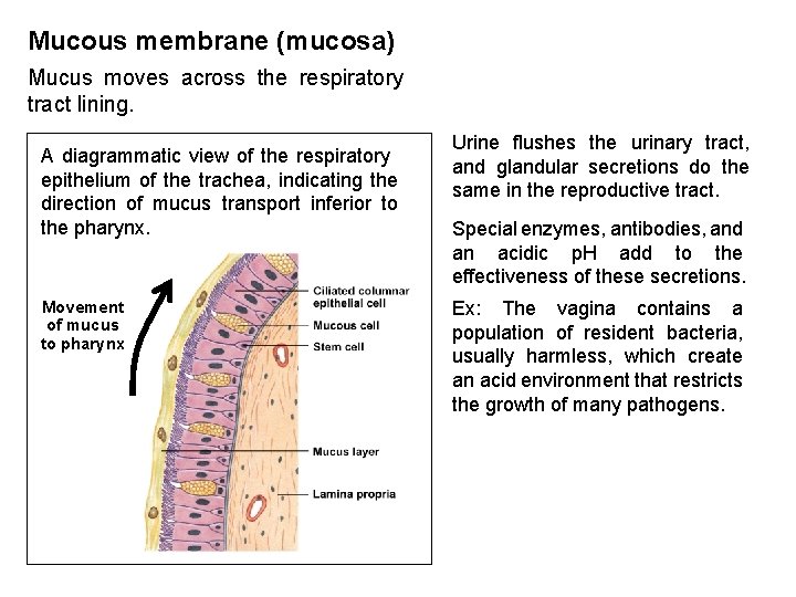 Mucous membrane (mucosa) Mucus moves across the respiratory tract lining. A diagrammatic view of
