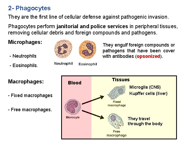 2 - Phagocytes They are the first line of cellular defense against pathogenic invasion.