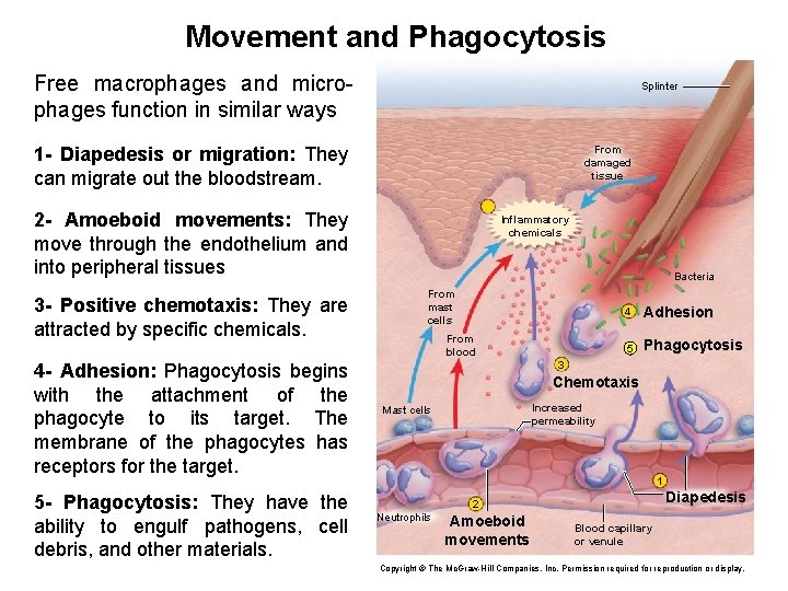 Movement and Phagocytosis Free macrophages and microphages function in similar ways Splinter 1 -