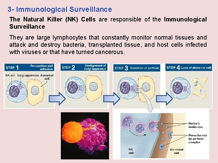 3 - Immunological Surveillance The Natural Killer (NK) Cells are responsible of the Immunological