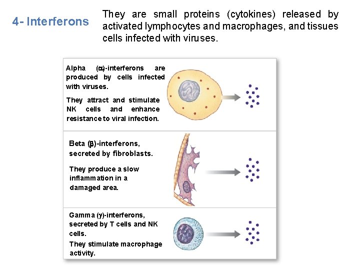 4 - Interferons They are small proteins (cytokines) released by activated lymphocytes and macrophages,