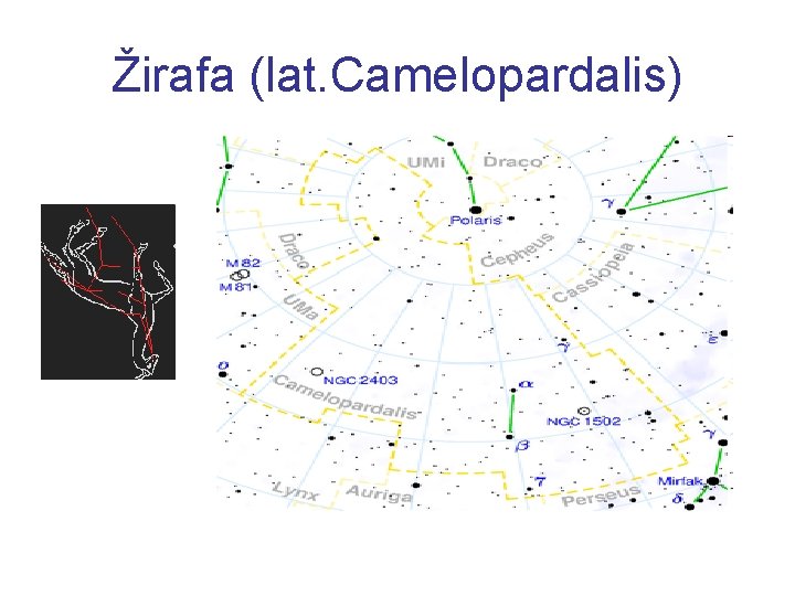 Žirafa (lat. Camelopardalis) 