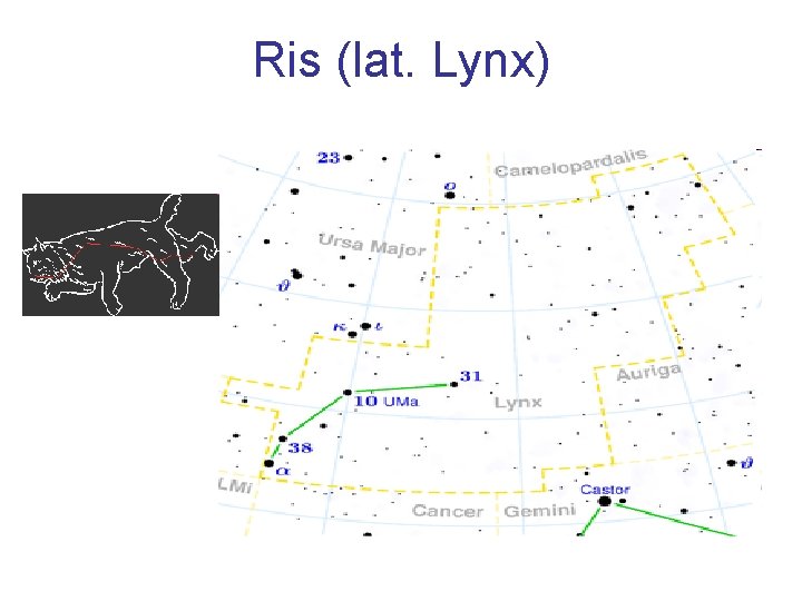 Ris (lat. Lynx) 