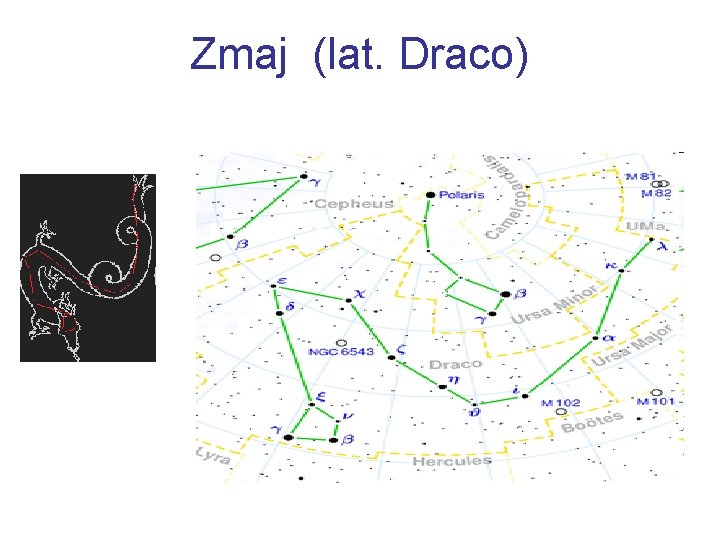 Zmaj (lat. Draco) 