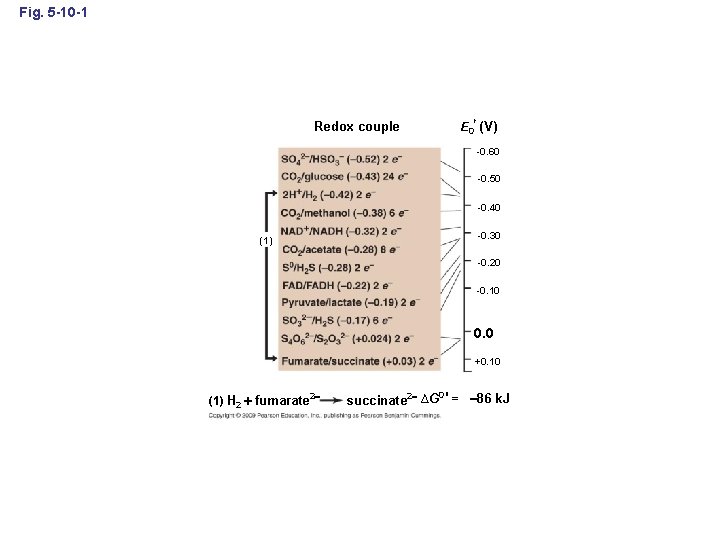 Fig. 5 -10 -1 Redox couple E 0 (V) -0. 60 -0. 50 -0.