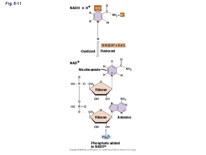 Fig. 5 -11 NADH H Reduced Oxidized NAD Nicotinamide Ribose Adenine Phosphate added in