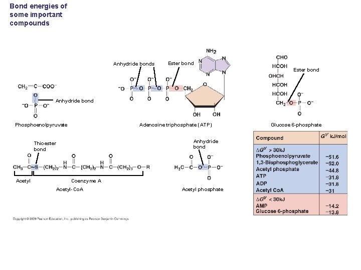 Bond energies of some important compounds Anhydride bonds Ester bond Anhydride bond Adenosine triphosphate