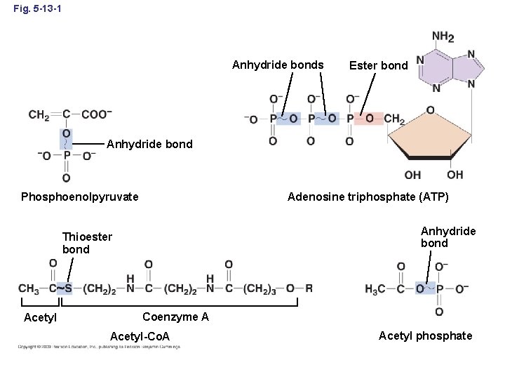 Fig. 5 -13 -1 Anhydride bonds Ester bond Anhydride bond Adenosine triphosphate (ATP) Phosphoenolpyruvate