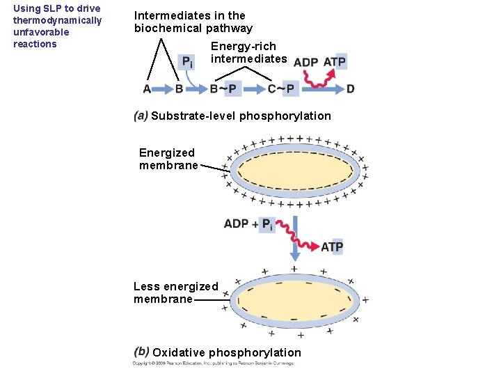 Using SLP to drive thermodynamically unfavorable reactions Intermediates in the biochemical pathway Energy-rich intermediates