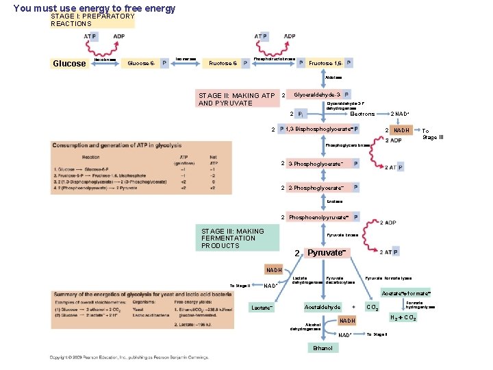 You must use energy to free energy STAGE I: PREPARATORY REACTIONS Glucose Hexokinase Glucose-6