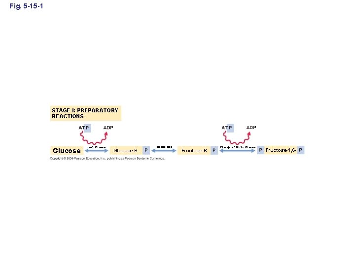 Fig. 5 -15 -1 STAGE I: PREPARATORY REACTIONS Glucose Hexokinase Glucose-6 - Isomerase Fructose-6