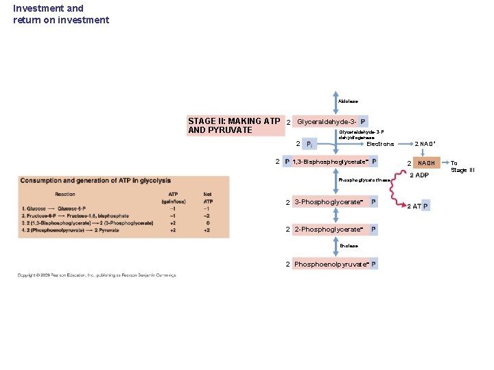 Investment and return on investment Aldolase STAGE II: MAKING ATP 2 Glyceraldehyde-3 AND PYRUVATE
