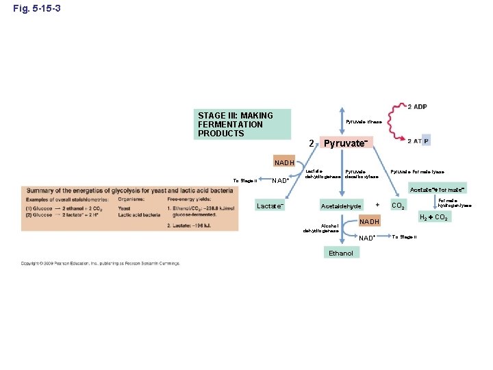 Fig. 5 -15 -3 STAGE III: MAKING FERMENTATION PRODUCTS Pyruvate kinase 2 Pyruvate NADH