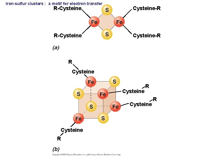 Iron-sulfur clusters : a motif for electron transfer R-Cysteine-R R Cysteine R R 