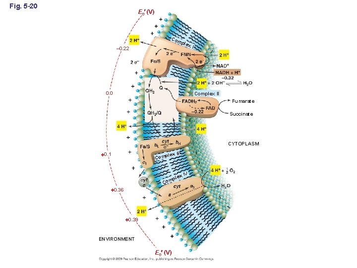 Fig. 5 -20 E 0 (V) Com plex – 0. 22 0. 0 I