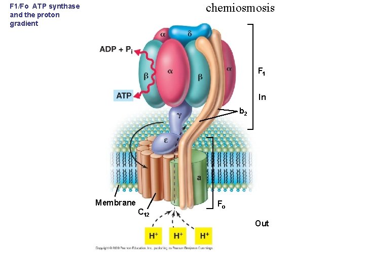 chemiosmosis F 1/Fo ATP synthase and the proton gradient F 1 In b 2