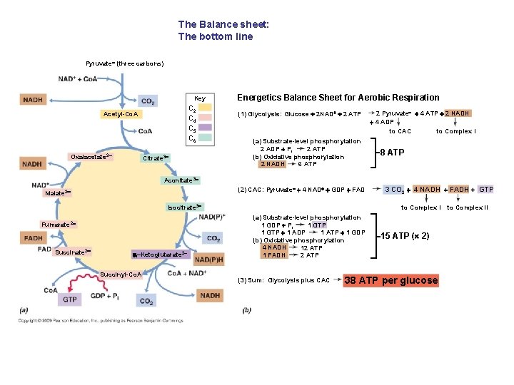 The Balance sheet: The bottom line Pyruvate (three carbons) Key C 2 C 4