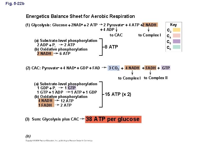 Fig. 5 -22 b Energetics Balance Sheet for Aerobic Respiration (1) Glycolysis: Glucose 2