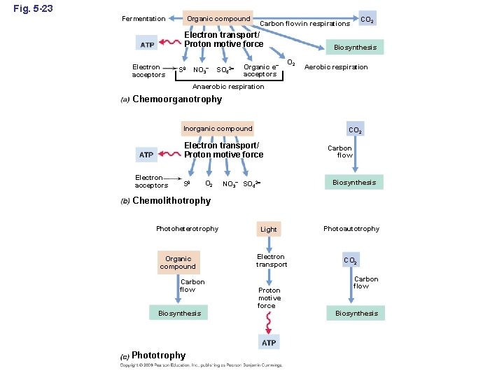 Fig. 5 -23 Fermentation Organic compound Electron transport/ Proton motive force Electron acceptors S