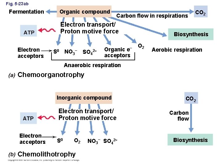 Fig. 5 -23 ab Organic compound Fermentation Carbon flow in respirations Electron transport/ Proton