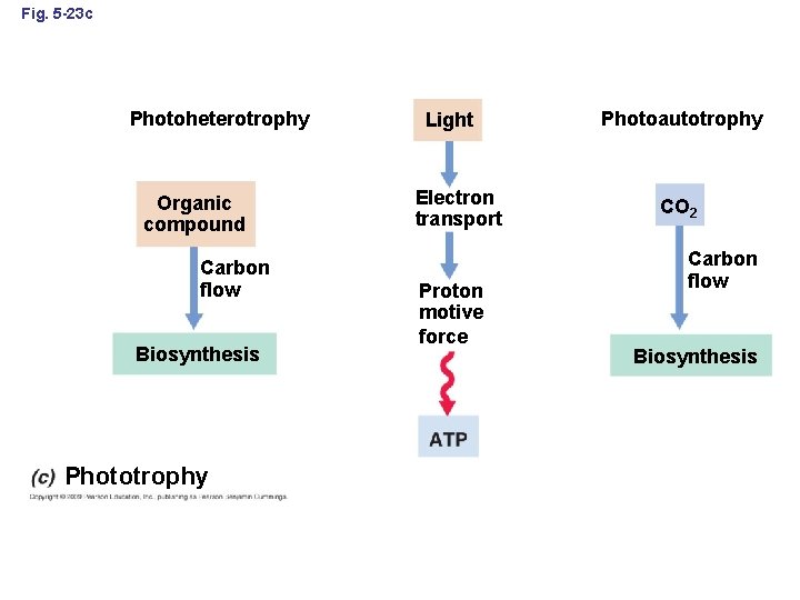 Fig. 5 -23 c Photoheterotrophy Organic compound Carbon flow Biosynthesis Phototrophy Light Electron transport